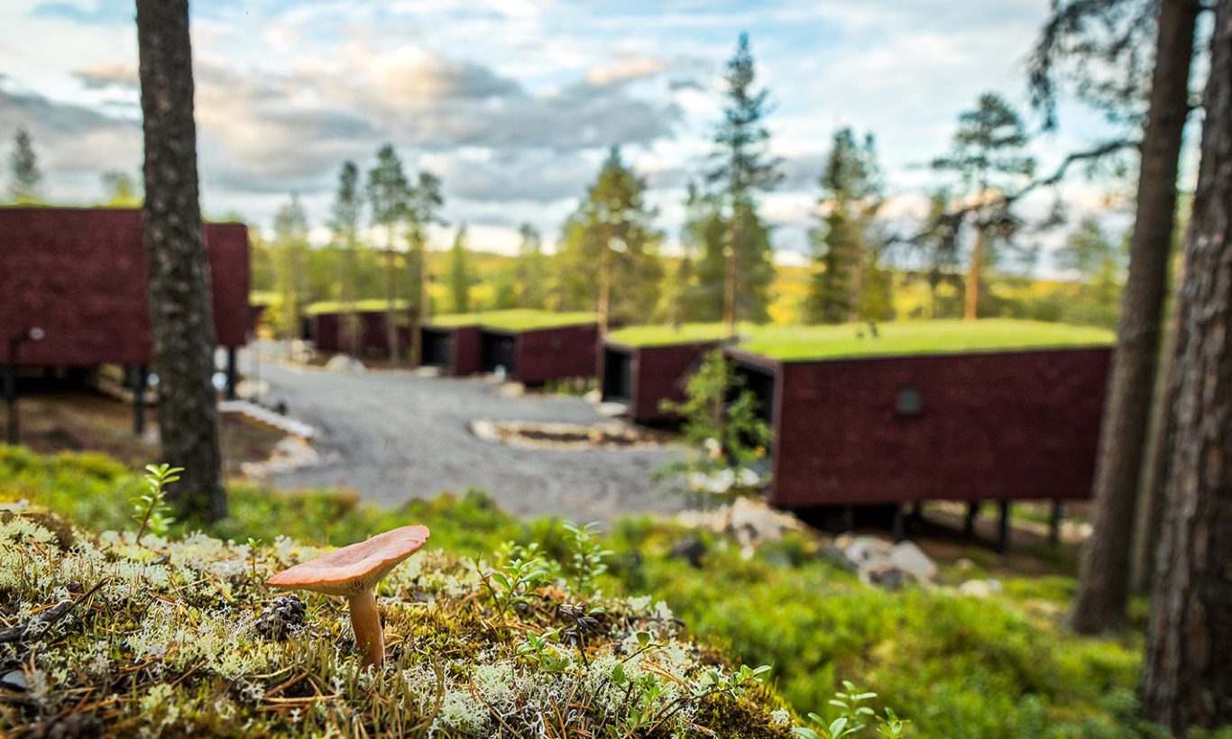Sustainable Arctic TreeHouse Hotel has beautiful green roofs on top of Arctic TreeHouse Suites.