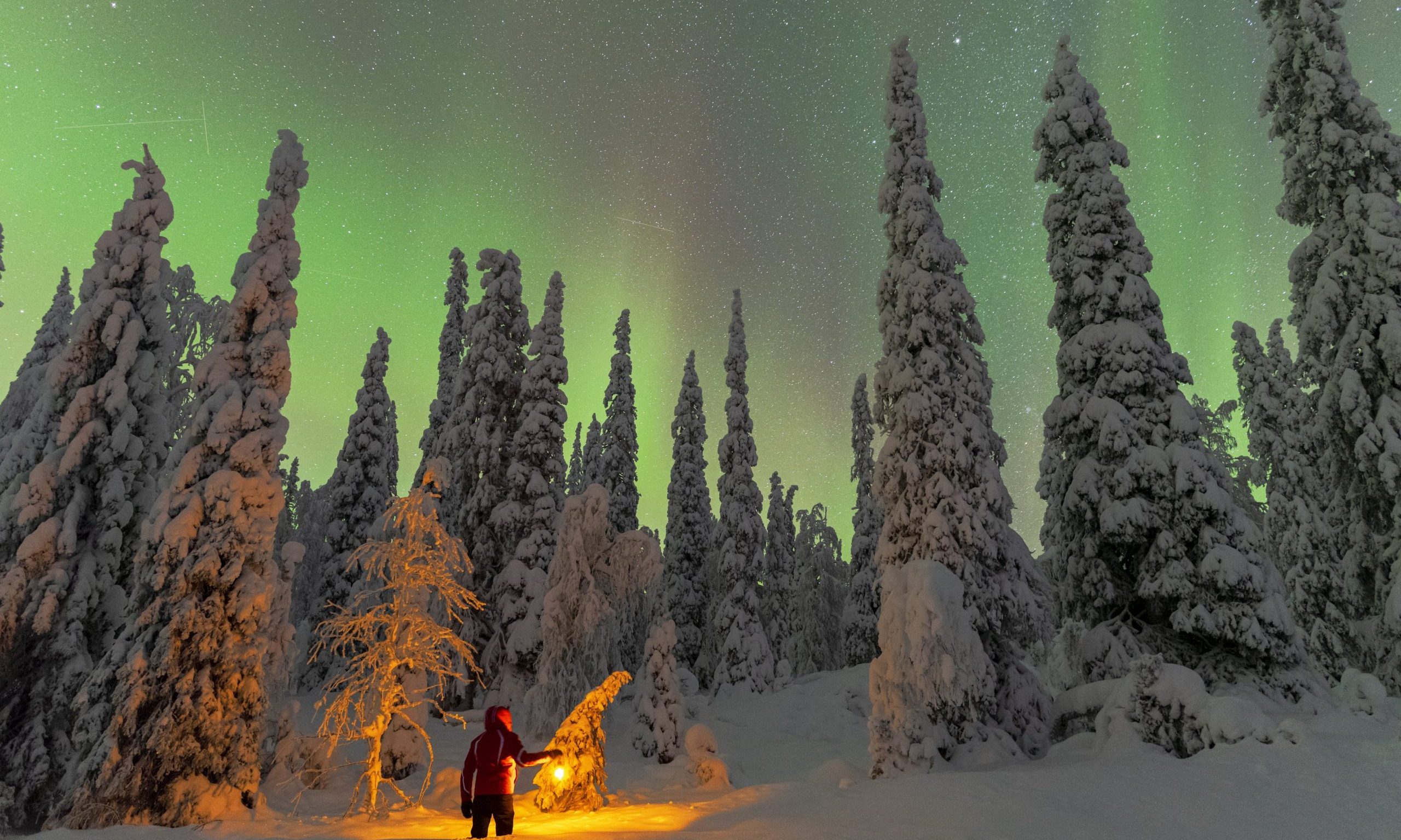 Person gazing Northern Lights in snowy forest in Finnish wilderness in Rovaniemi.