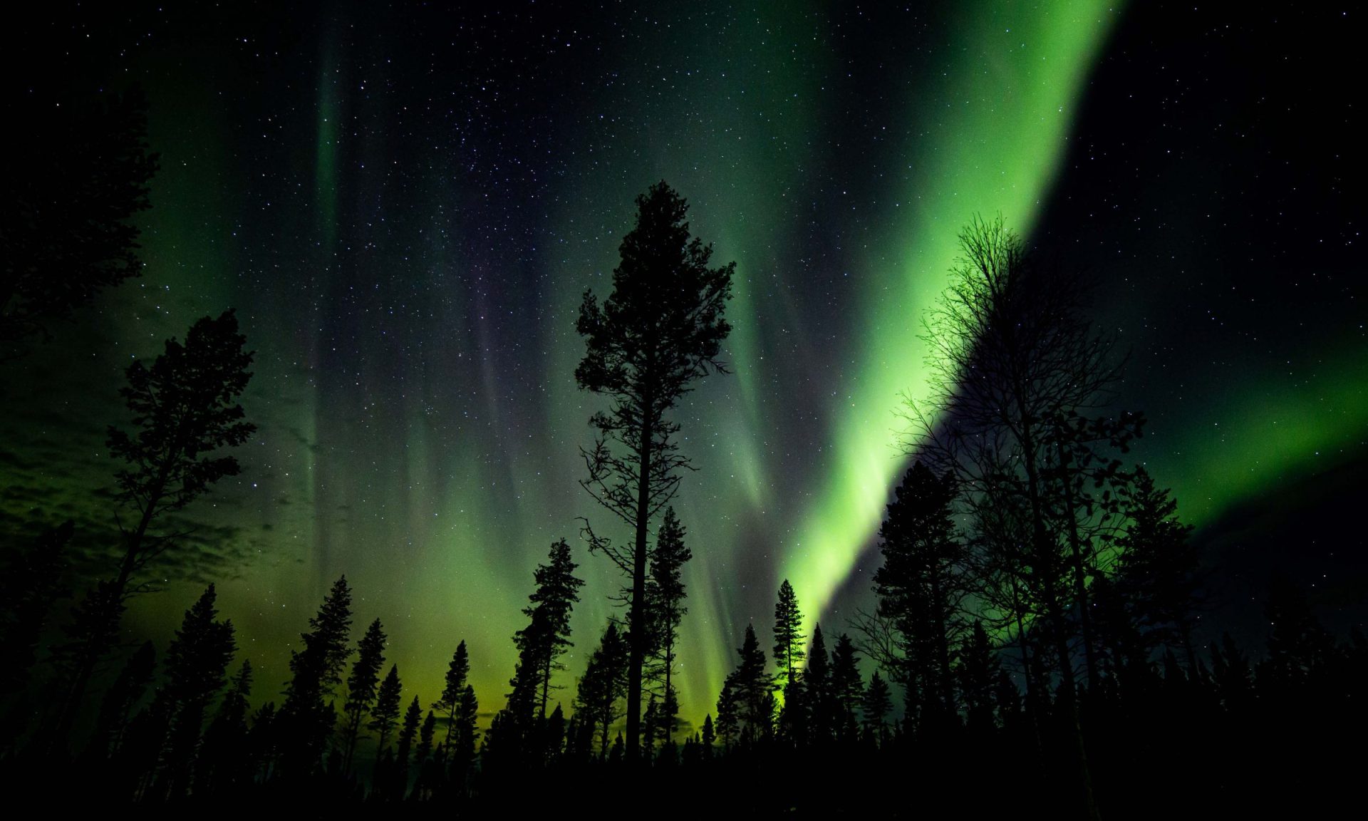 Hunting for the northern lights activity | Arctic TreeHouse Hotel