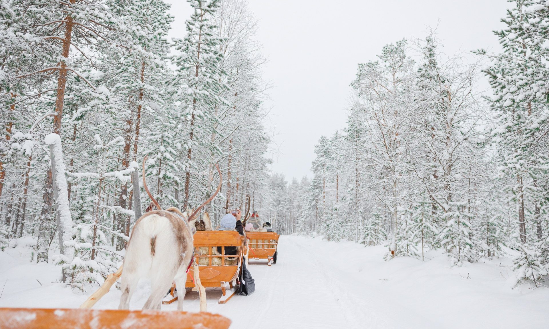 Reindeer's pulling a sledge in the snowy forest by Arctic TreeHouse Experiences activity.