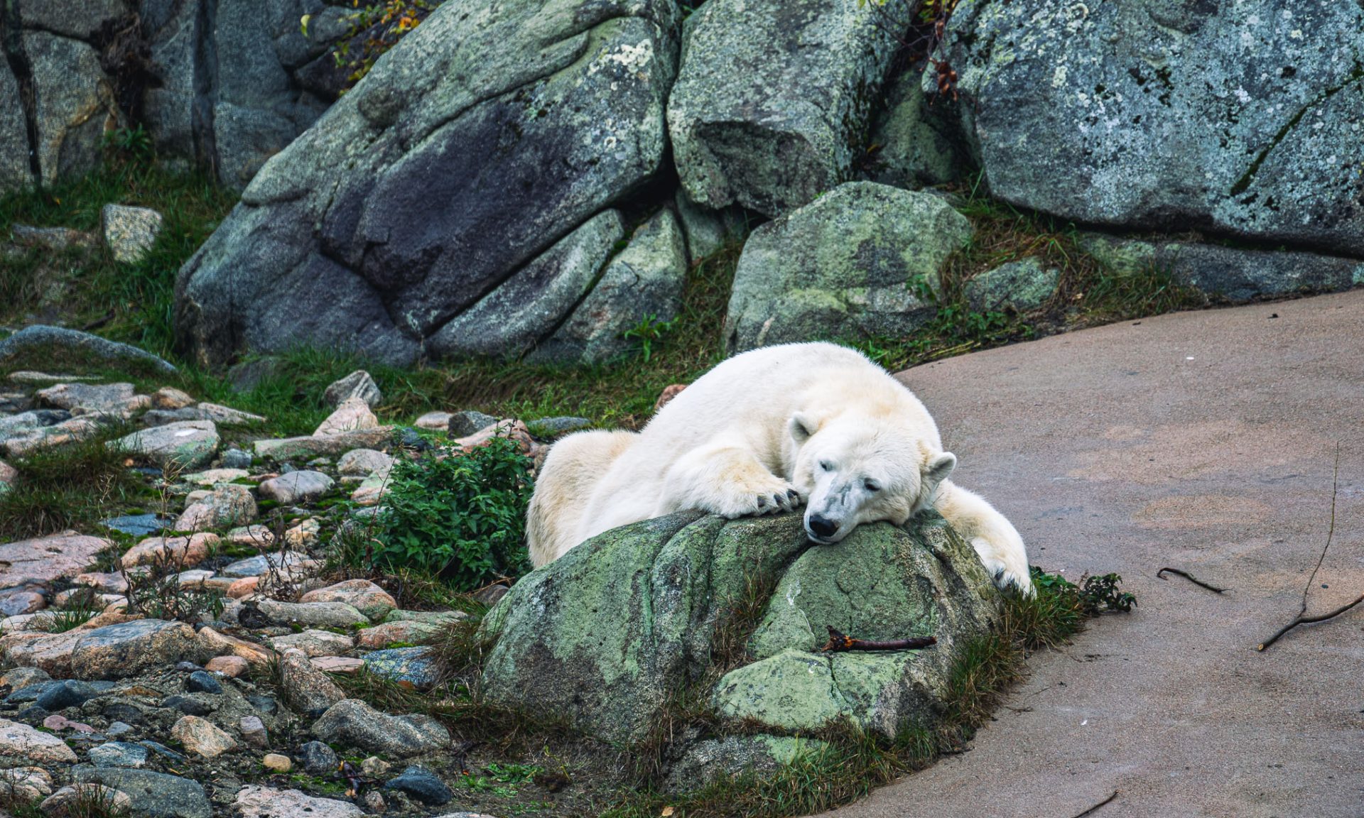 Polarbear enjoying the summer day at Ranua zoo. | Arctic TreeHouse Hotel