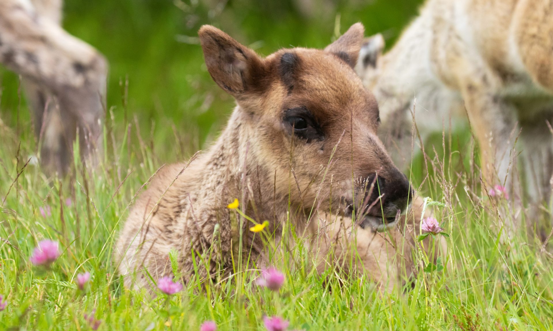 Reindeer cub enjoying summer day in Lapland. | Arctic TreeHouse Hotel