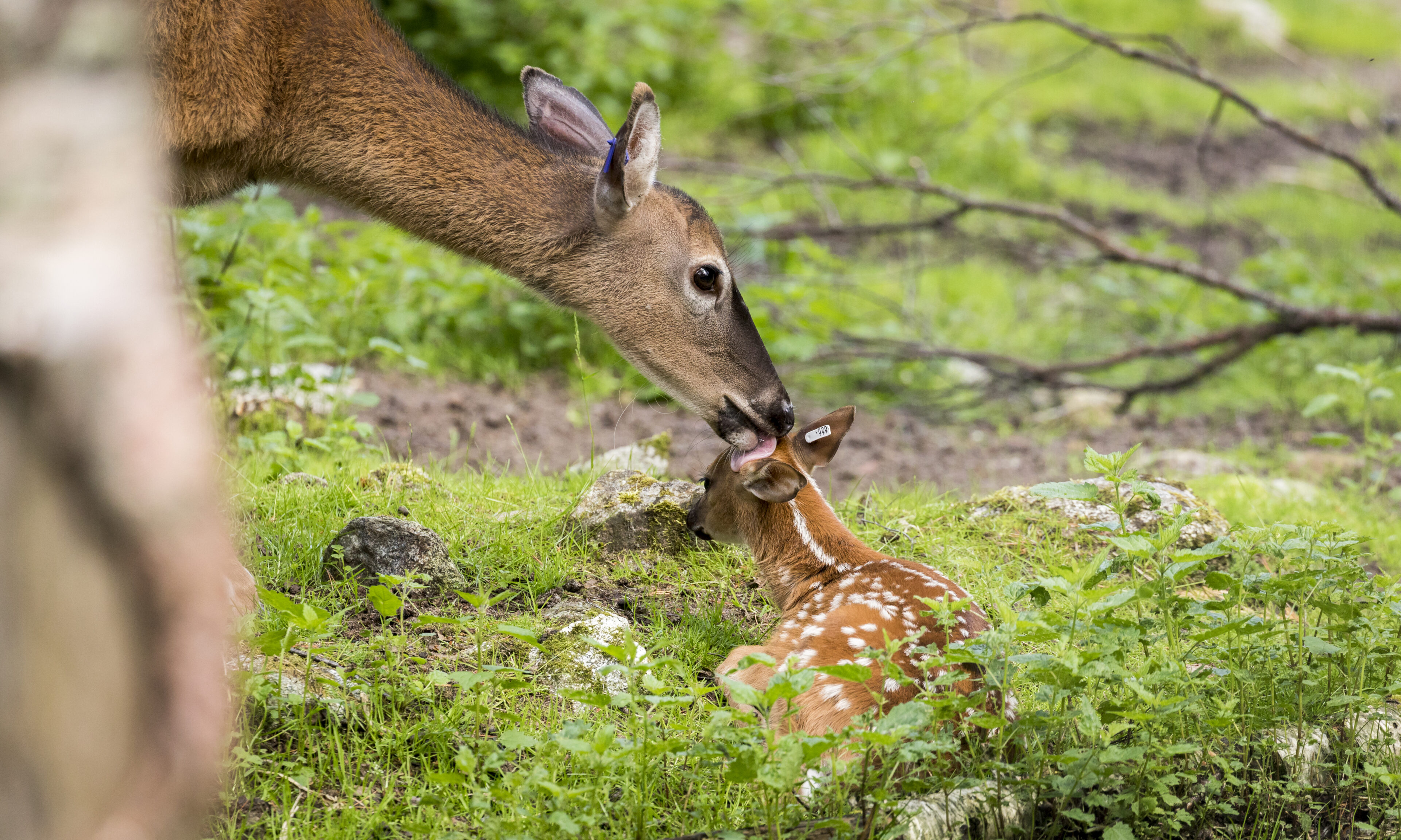 White tailed deer in green summer nature.